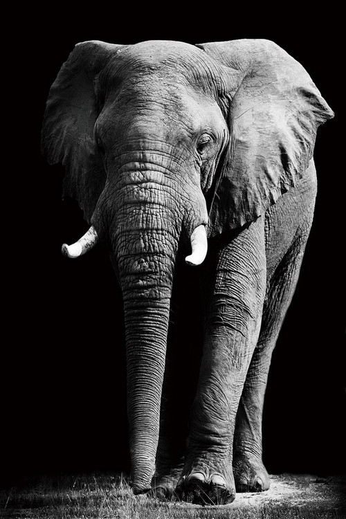 Γυάλινη τέχνη Elephant - Standing b&w