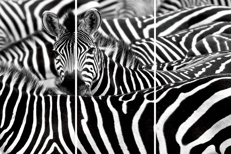 Γυάλινη τέχνη Zebra - Many Zebras