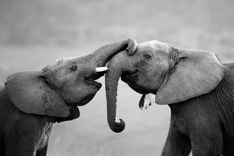Γυάλινη τέχνη Elephant - Friends
