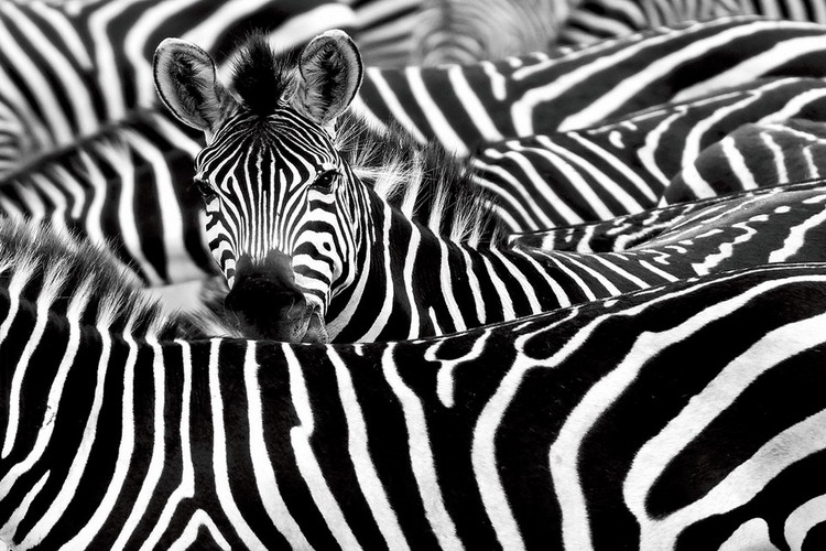 Картина у склі Zebra - Many Zebras