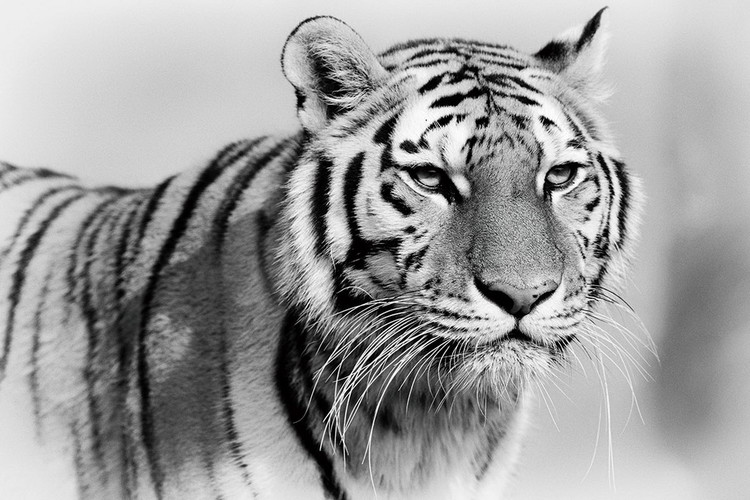 Γυάλινη τέχνη Tiger - Walking b&w