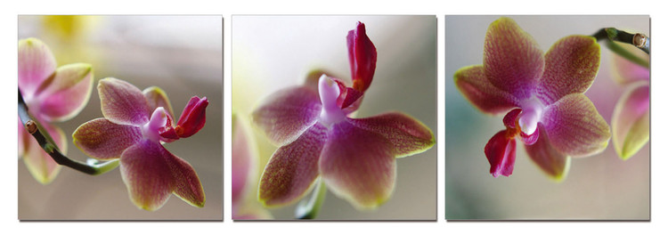 Mодерна картина Orchid - Blossoms