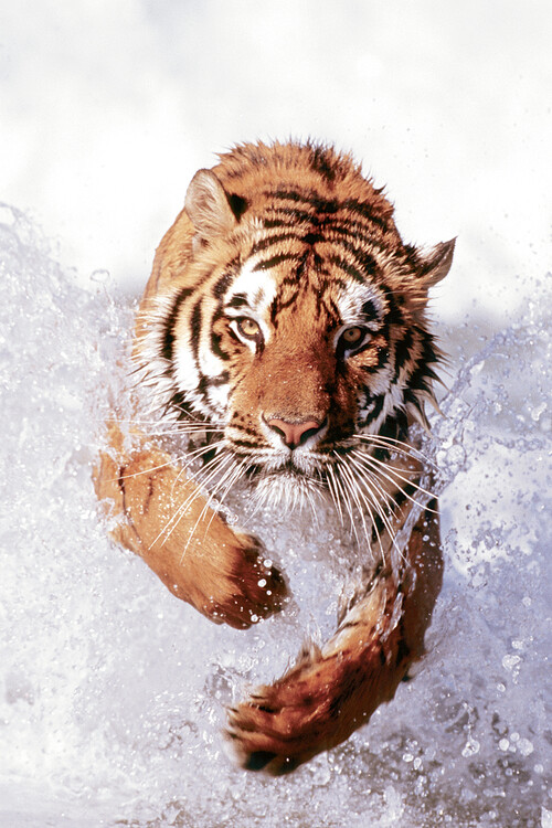 Плакат Tiger Running Through Water