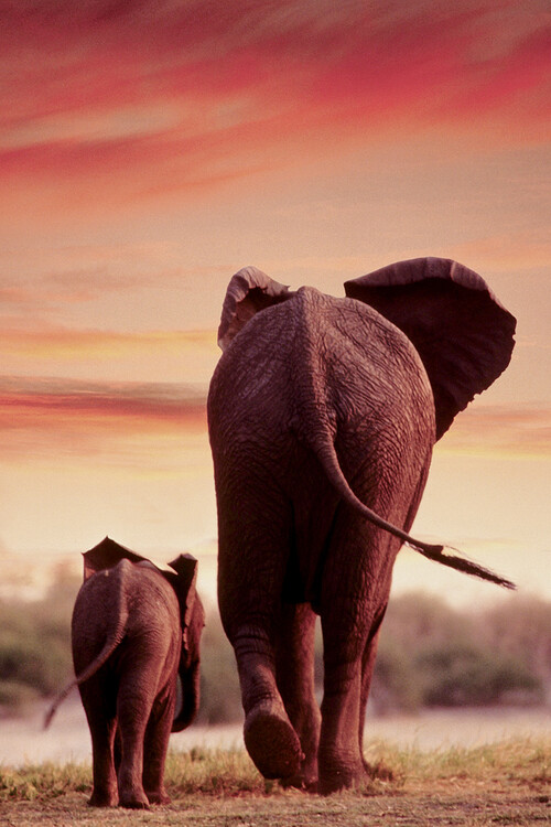Плакат Elephant Walking with Calf
