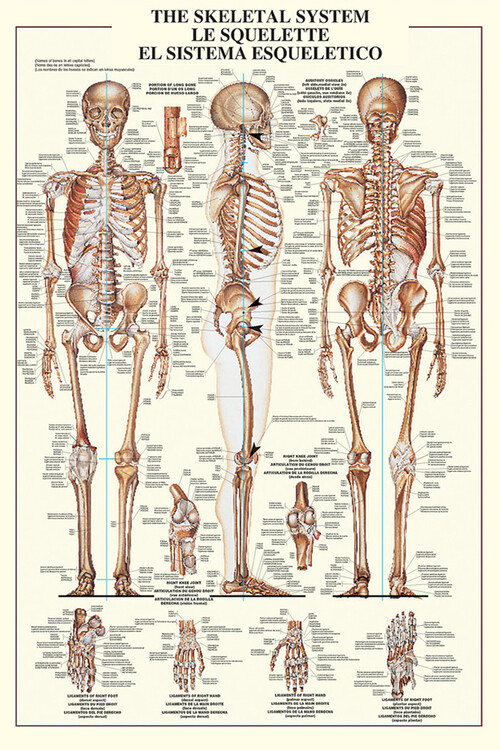 Плакат The skeleteal system