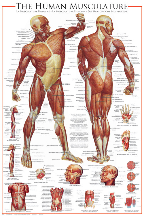 Плакат The Muscular System
