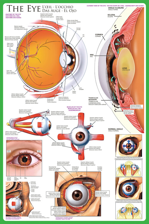 Poster O olho - anatomia