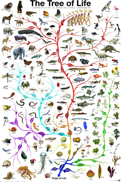 Poster Evolution - The Tree of Life