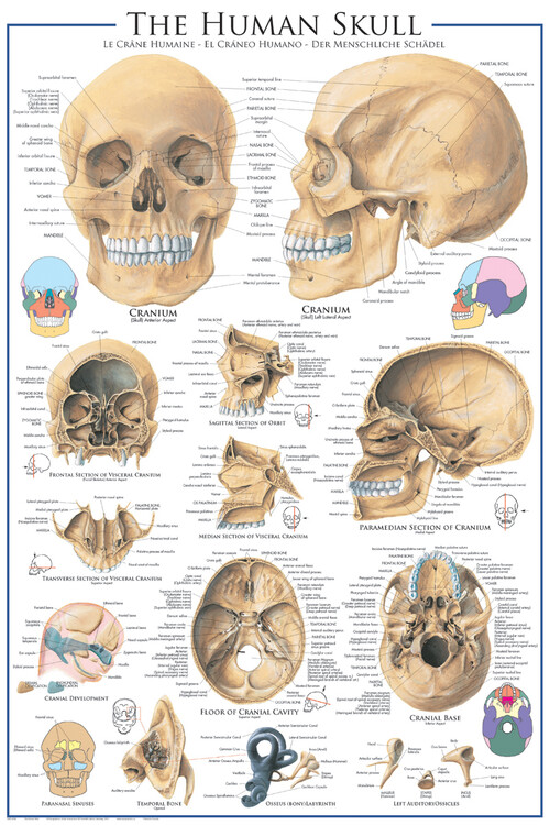 Poster Crânio - anatomia