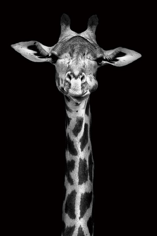 Картина у склі Giraffe - Head b&w