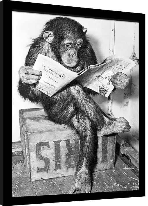 Κορνιζαρισμένη αφίσα Ada Ingram - Chimp News