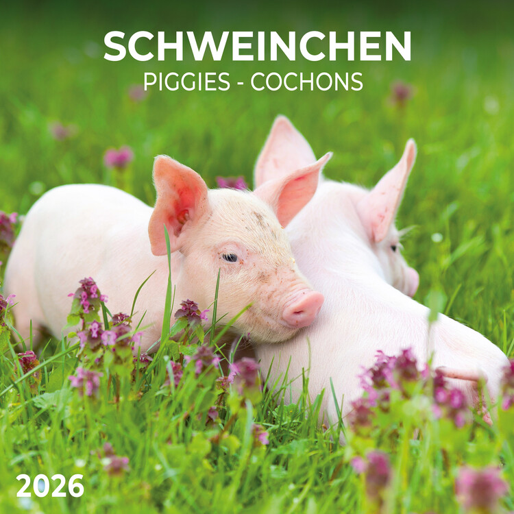 Календар 2027 Piggies