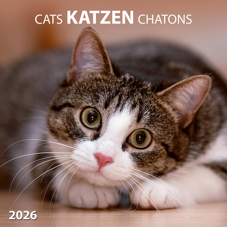 Calendar 2027 Cats