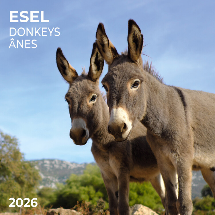 Календар 2027 Donkeys