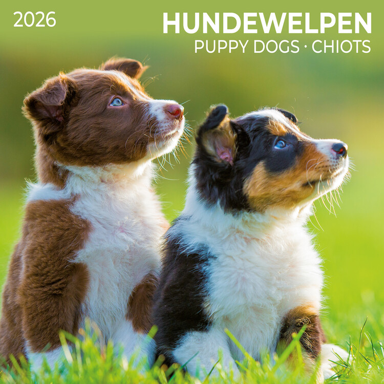 Calendar 2027 Puppy Dogs