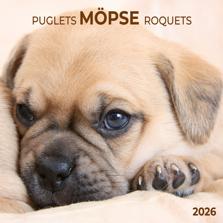 Calendar 2027 Möpse