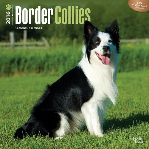 Kalenteri 2027 Bordercollie