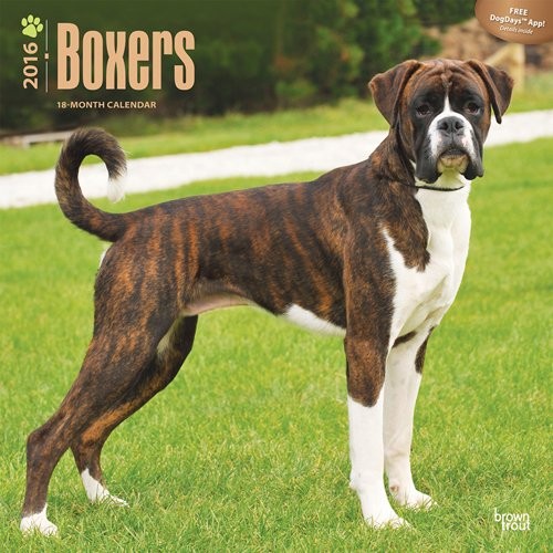 Kalendar 2027 Boxers