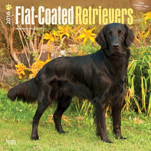 Calendar 2027 Flat-Coated Retrievers
