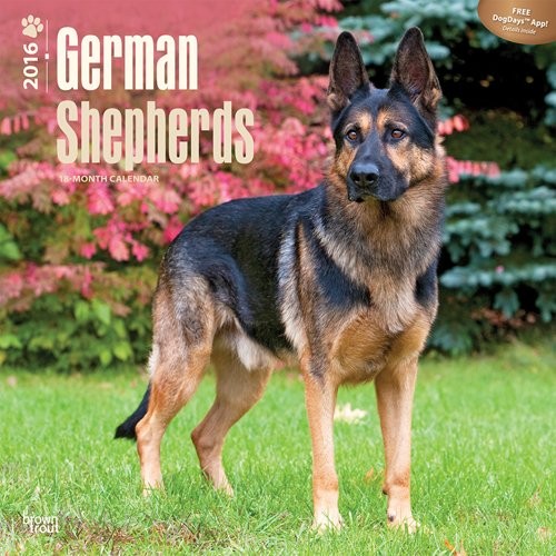 Calendar 2027 German Shepherds