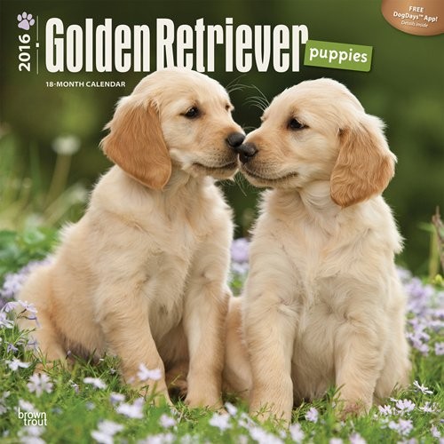 Календар 2027 Golden Retriever Puppies