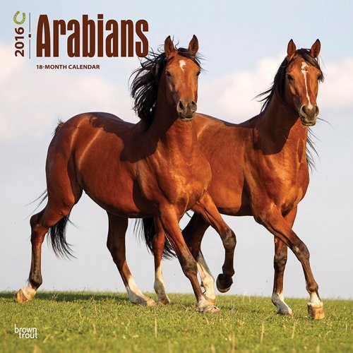 Calendar 2027 Arabians Horses
