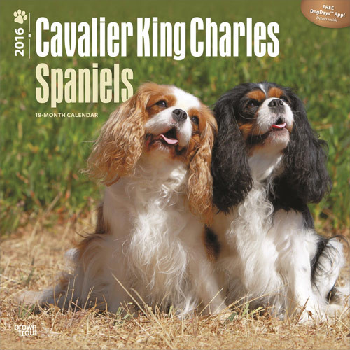 Calendar 2016 Cavalier King Charles Spaniels