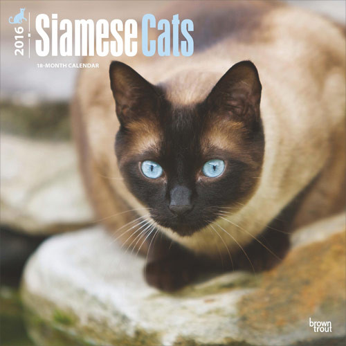 Calendar 2027 Siamese Cats