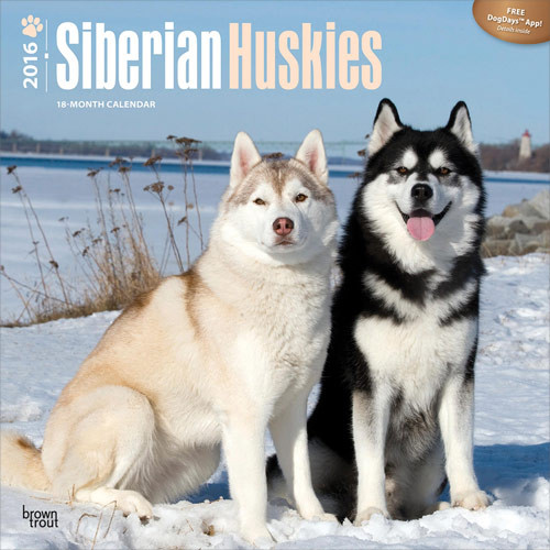 Calendar 2016 Siberian Huskies