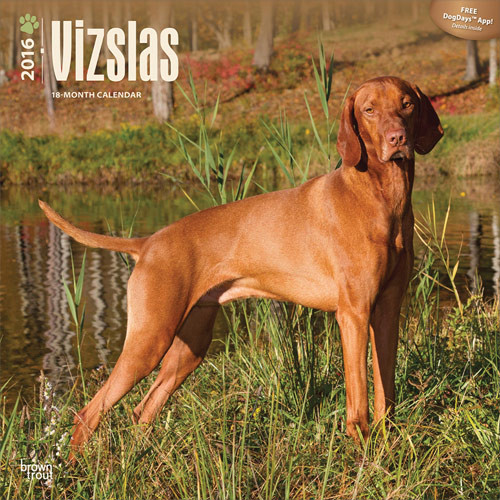 Kalenteri 2027 Unkarinvizsla