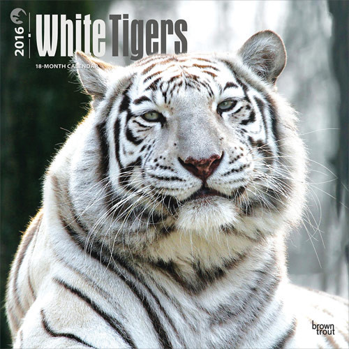 Calendar 2027 White Tigers