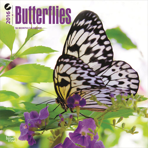 Calendar 2027 Butterflies