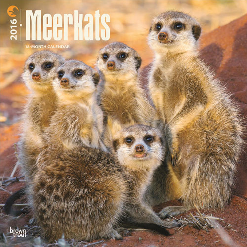 Calendar 2016 Meerkats