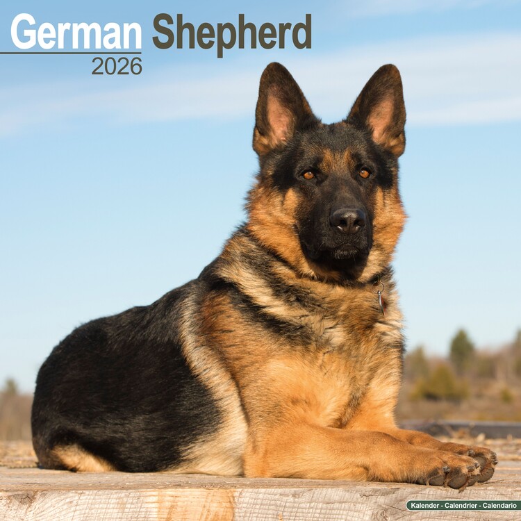 Calendar 2027 German Shepherd