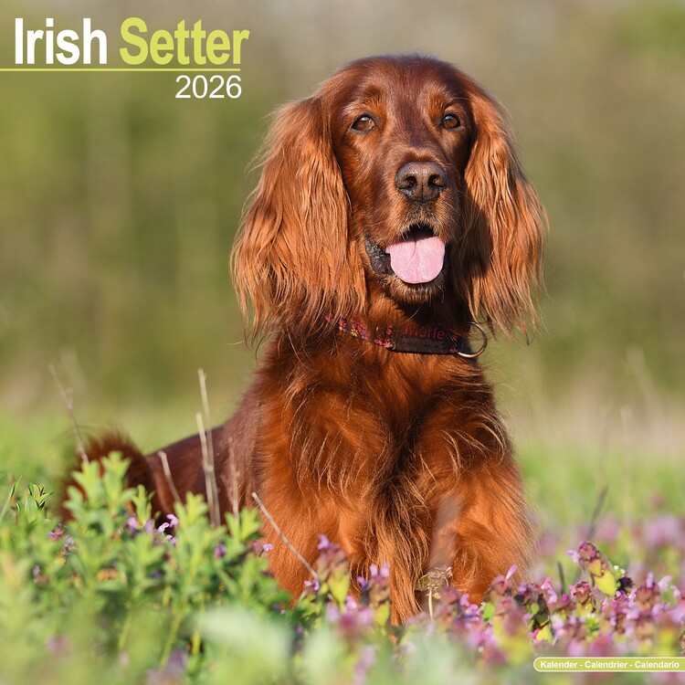 Calendar 2027 Irish Setter