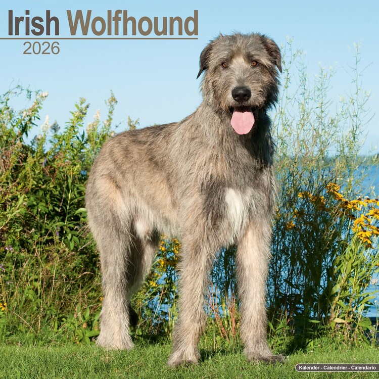 Calendar 2027 Irish Wolfhound