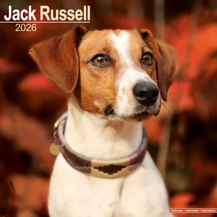 Kalenteri 2027 Jack Russell