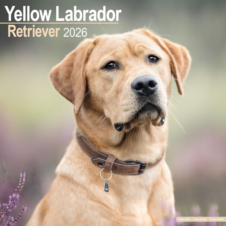Ημερολόγιο 2027 Labrador Ret - Yellow