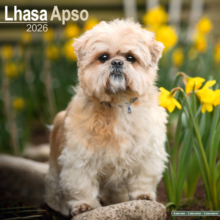 Calendar 2026 Lhasa Apso