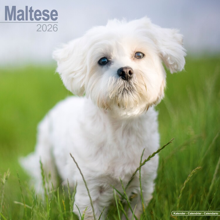 Calendar 2027 Maltese