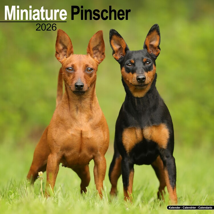 Kalenteri 2027 Miniature Pinscher