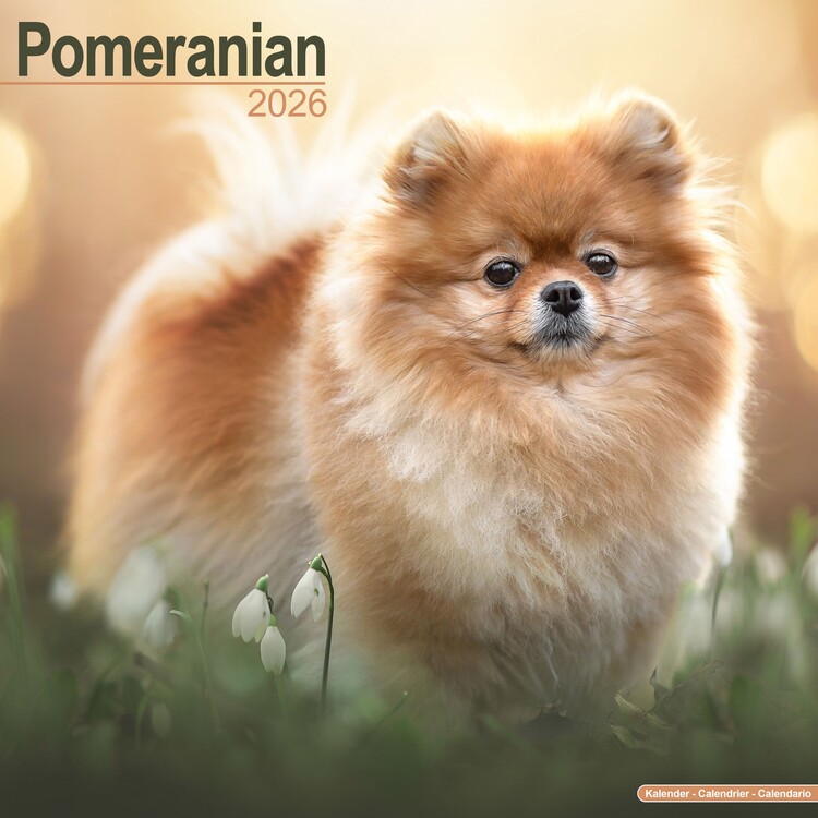 Calendar 2027 Pomeranian