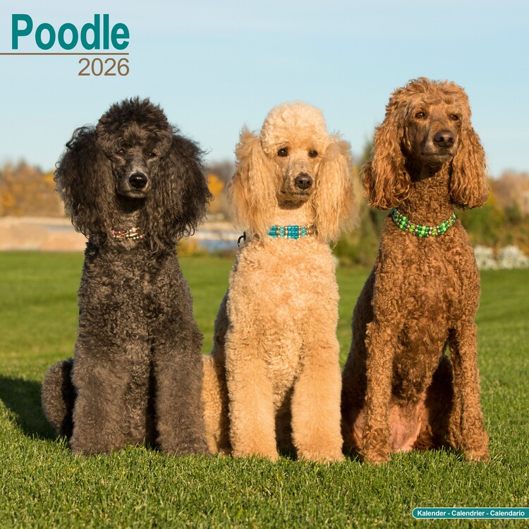 Ημερολόγιο 2027 Poodle