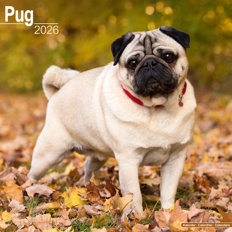 Ημερολόγιο 2027 Pug