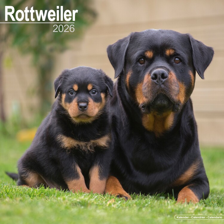 Kalenteri 2027 Rottweiler