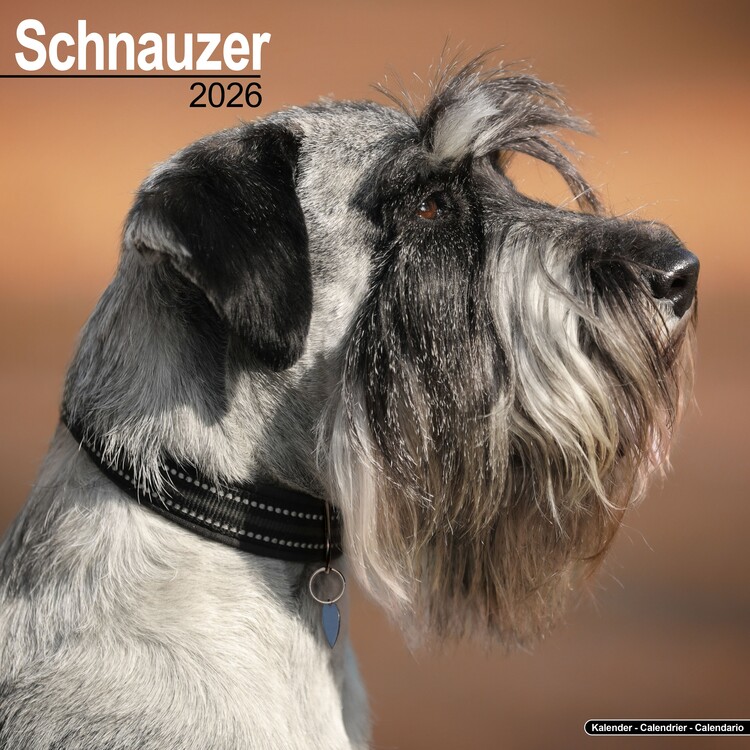 Calendar 2027 Schnauzer