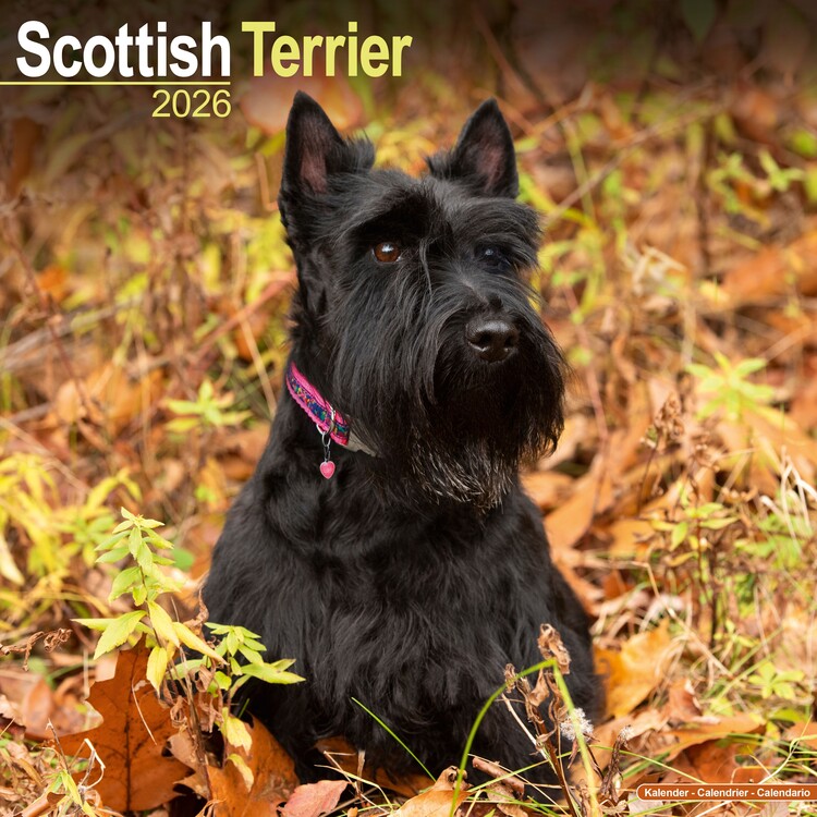 Ημερολόγιο 2027 Scottish Terrier
