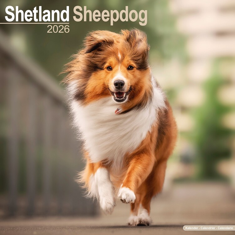 Ημερολόγιο 2027 Shetland Sheepdog