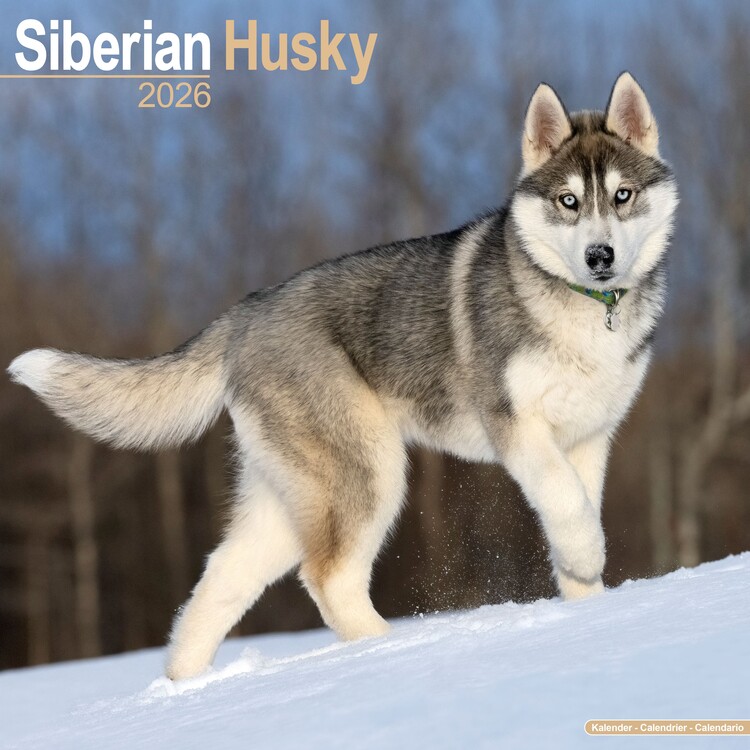 Calendar 2027 Siberian Husky