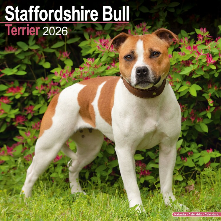 Календар 2027 Staffordshire Bull Terrier